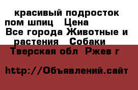 красивый подросток пом шпиц › Цена ­ 30 000 - Все города Животные и растения » Собаки   . Тверская обл.,Ржев г.